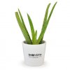Plant D'Aloé Vera Dans Pot CALIENTE Pot Blanc Avec Marquage