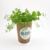 Kit De Plantation Dans Gobelet En Carton Et Dôme Biodégradables SMOOTHIE Green