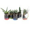 Mini Plante Dépolluante Dans Bocal Rétro En Verre BOCAUX DE PLANTES Mini Plante Dépolluante Dans Bocal Rétro En Verre BOCAUX DE PLANTES