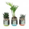 Mini Plante Dépolluante Dans Bocal Rétro En Verre BOCAUX DE PLANTES Pot Mini Plante Dépolluante Dans Bocal Rétro En Verre BOCAUX DE PLANTES Pot