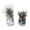 Mini Plante Dépolluante Dans Bocal Rétro En Verre BOCAUX DE PLANTES Présentation Mini Plante Dépolluante Dans Bocal Rétro En Verre BOCAUX DE PLANTES Présentation