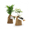 Mini Plant D'arbre Dans Pochon En Toile ARBRAPOCHE 2 Plants