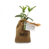 Mini Plant D'arbre Dans Pochon En Toile ARBRAPOCHE Avec Marquage Pochon