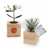 Plant D'arbre Ou Plante Dans Cube En Bois ARBRACUBE