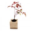 Plant D'arbre Ou Plante Dans Cube En Bois ARBRACUBE Arbre