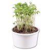 3 Kits De Plantation Dans Pots Personnalisés Avec Mini Serres Poussé