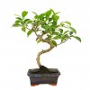 Bonsaï Prestige Dans Pot En Terre Cuite émaillé PRESTIGE