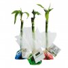 Canne Chinoise Dans Papier Fleuriste Personnalisé INDIVIDUELLE Canne Chinoise Dans Papier Fleuriste Personnalisé INDIVIDUELLE