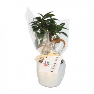 Ficus ginseng dans pot rond en céramique personnalisé - FICUS