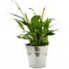 Grande Plante Dans Pot En Zinc Personnalisé Spathyphillum DECO