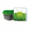 Kit De Plantation Dans Cube En Plastique Recyclé Personnalisé LE PETIT CUBE VERT Kit De Plantation Dans Cube En Plastique Recyclé Personnalisé LE PETIT CUBE VERT