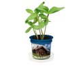 Kit De Plantation Dans Pot Personnalisable Marquage Quadrichromie Sur Le Pot FLORERO Kit De Plantation Dans Pot Personnalisable Marquage Quadrichromie Sur Le Pot FLORERO