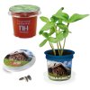 Kit De Plantation Dans Pot Promotionnel FLORERO Kit De Plantation Dans Pot Promotionnel FLORERO