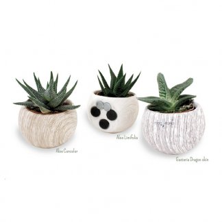 Mini plante dans pot en céramique aimanté - CERAMANT