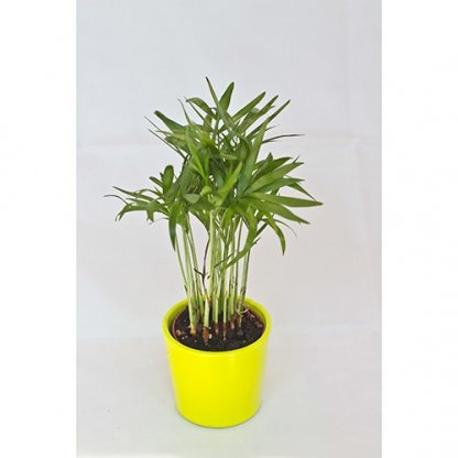 Mini Plante Dans Pot En Céramique Publicitaire Plante Verte MINICERA