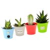 Mini Plante Dans Pot En Zinc Aimanté Personnalisé 4 Variétés AIMANPOT