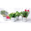 Mini Plante Dans Pot En Zinc Publicitaire MINIZINC