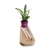 Mini Plante Dans Pot Et Plateau En Bois Personnalisé Marquage 1 Couleur Sur Le Pot LE PLATEAU NATURE Mini Plante Dans Pot Et Plateau En Bois Personnalisé Marquage 1 Couleur Sur Le Pot LE PLATEAU NATURE