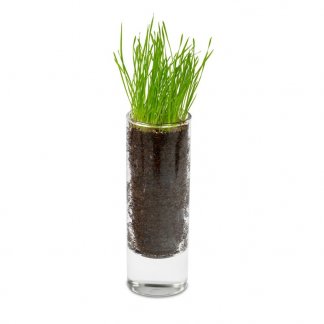 Mini plante dans vase en verre publicitaire - PLANTEVERRE