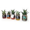 Mini Plante Dépolluante Dans Bocal Rétro En Verre Promotionnel BOCAUX DE PLANTES Mini Plante Dépolluante Dans Bocal Rétro En Verre Promotionnel BOCAUX DE PLANTES