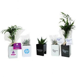 Mini plante ou mini arbre dans pot spécial écran ordinateur personnalisé - Blanc et noir - LE POT'ORDI