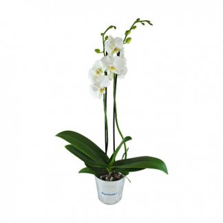 Orchidée dans pot rond personnalisé - ORCHIDEE