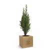 Plan D'arbre Dans Cube En Bois Publicitaire Sapin ARBRACUBE