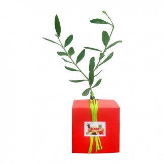 Plan d'arbre dans cube en carton personnalisé - cube rouge - CUBE ARBRE