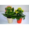 Plante Dans Pot En Bambou De Couleur Publicitaire 2 Plantes Fleuries PLANTE DECO