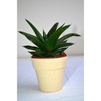 Plante dans pot en bambou de couleur publicitaire - aloé - PLANTE DECO