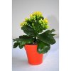 Plante Dans Pot En Bambou De Couleur Publicitaire Plante Fleuries PLANTE DECO