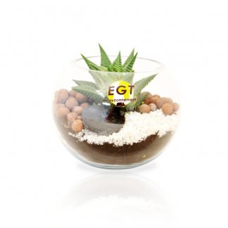 Plante dépolluante dans boule en verre promotionnelle - BOX PETIT TERRARIUM