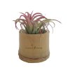 Plante Dépolluante Sans Entretien Dans Pot En Bambou Personnalisable Avec Gravure Laser TILLANDSIA Plante Dépolluante Sans Entretien Dans Pot En Bambou Personnalisable Avec Gravure Laser TILLANDSIA