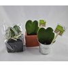 Plante En Forme De Coeur Dans Pot Publicitaire HOYA