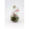 Tillandsia Dans Ampoule En Verre Promotionnelle étiquette Ronde AMPOULE VEGETALE
