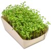 Kit De Plantation En Bambou Et Papier Herbe POTAGER BAMBOU Cresson