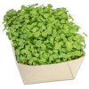 Kit De Plantation En Bambou Et Papier Herbe POTAGER BAMBOU Roquette