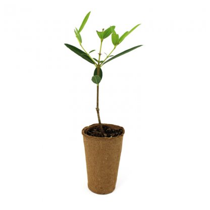 Mini Plant D'arbre Avec Pot En Fibre De Bois FIBRA Vu Du Plant