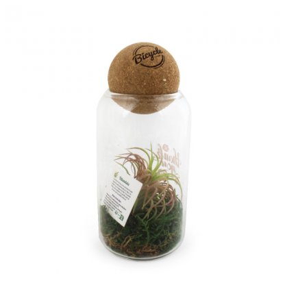 Terrarium De Tillandsia Avec Boule En Liège LANDSIA Avec Carte Mode De Culture