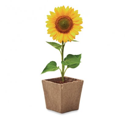 Pot De Tourbe Graines De Tournesol SUNFLOWER KIT Tournesol