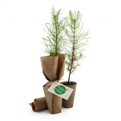 Plant d'arbre made in France imprimé avec votre logo 