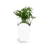 Plante Botanique Dans Pot POPCORN Photo Principale