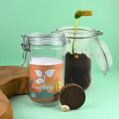 Kit De Plantation Avec Graine Gravée BOCALMAGIC En Couleur